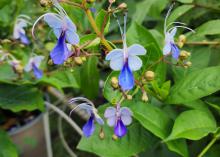 Small, purple flowers bloom on a shrub.