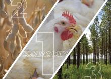 A three-panel photo illustration showing soybeans in the first panel, a chicken in the middle one and trees in the right panel.