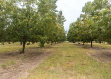 Small trees grow in rows.