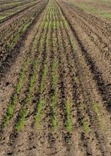 Tiny plants grow in rows in a field.