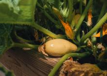 A squash sits in a garden.