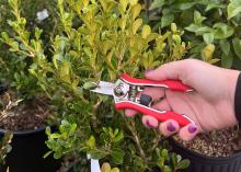 A hand holding shears prepares to trim a branch.