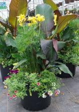 Yellow flowers top a container with various size and color leaves.