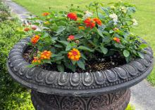 A planter has reddish-orange blooms on a green plant.