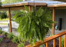 A fern hangs in a basket.