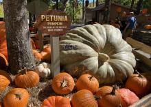 A large, gray pumpkin is surrounded by smaller orange pumpkins.