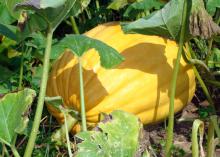 A large, yellow pumpkin grows on a vine.