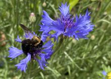 A bee rests on a purple bloom in a small cluster.