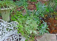  A green plant has round leaves with white edges.