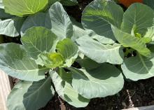 A Top Chop collard green has wide leaves.