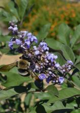 A green shrub has tiny purple flowers on long stems.