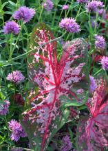 A large leaf with pink veins stands in front of round, pink blooms.