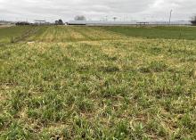 Pasture with dying grass.