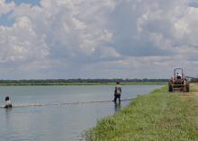 Two men are in the shallow water of a farm pond while a tractor pulls a net.