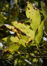 Leaves have curled edges and brown splotches.