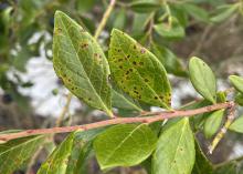 Yellowed leaves on a stem have brown spots.