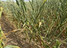 A stand of thin, yellowed corn grows in a dry field.
