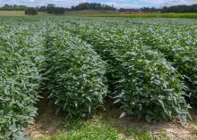 Bushy green plants grow tightly together in rows in a field.