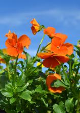 Orange flowers bloom above green foliage.