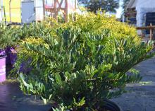 A green shrub is crowned with lighter foliage.