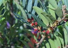 A branch with green leaves has tiny red flowers.