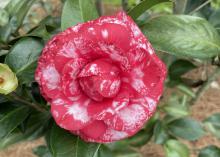 A single red bloom has white markings.