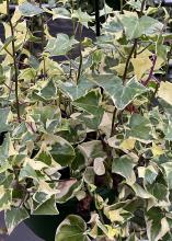 An ivy plant has white and green leaves.