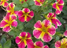 A plant is covered with bright red and yellow blooms.