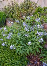 Clusters of blue flowers bloom on a bush.