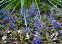 Tiny stems with purple flowers grow from low foliage.