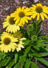 A plant has a small cluster of yellow blooms.