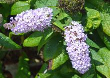 Tiny whitish flowers bloom in a cluster.