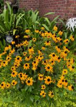 A cluster of yellow flowers have black centers.