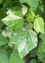 Leaves are variegated white and green.