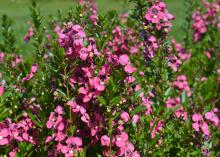 Small, upright plants are covered by dozens of pink blooms.