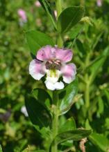 A single bloom is white and light pink.