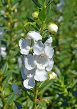 White flowers bloom on a stalk.