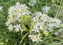 Small white flowers blooms in a cluster.