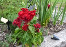 A small plant has large clusters of red blooms.