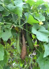 A brown fruit hangs between two green ones on a vine.