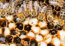 Close-up of a beehive with a red varroa mite inside one of the combs