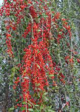 Dozens of red berries drape from tree branches.