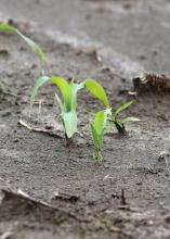 Frost, cool nights and heavy rain are challenging newly emerged corn, such as this Noxubee County, Mississippi, corn photographed April 12, 2016. (Photo by MSU Extension Service/Kat Lawrence)