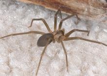 The dark, fiddle-shaped pattern on the back of the brown recluse helps distinguish it from other spiders. Because of their reclusive nature, watch out for these venomous spiders in dark, neglected areas. (Photo by MSU Extension Service/Blake Layton)