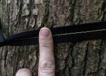 Hang hammocks with webbing instead of rope around the trunk to help reduce damage to the tree. (Photo by MSU Extension Service/Evan O’Donnell)