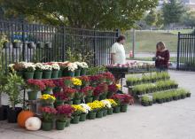 The Mississippi State University Horticulture Club sold a wide variety of flowering plants, trees, and vegetables at their annual fall plant sale behind Dorman Hall on Oct. 12. Students gain hands-on experience raising ornamental plants from seed and use funds raised by the plant sales to pay for educational conferences. (Photo by MSU Ag Communications/Kat Lawrence)