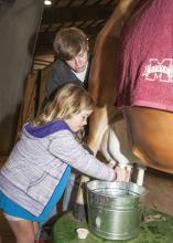 Sydney McReynolds of Starkville learns about milking cows with an imitation Jersey while Tucker Wagner, a junior in animal and dairy sciences at Mississippi State University, explains the process at the Mississippi Horse Park on Nov. 7, 2013. The demonstration was part of Farmtastic, a four-day educational program designed to help children learn the sources of their food, clothing and other products. (Photo by MSU Ag Communications/Scott Corey)