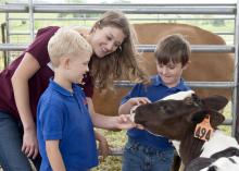 Carley Wigley, a senior at Mississippi State University from Petal, Mississippi, introduces Luke Iglay and Sam Eifling to a calf during “Afternoon on the Farm,” on April 29, 2016. The outreach program is part of the MSU Department of Animal and Dairy Science capstone course and teaches visiting students the fundamentals of livestock agriculture. (Photo by MSU Extension Service/Kat Lawrence)