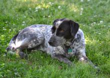 Many dogs spend time outside and often share their play areas with fire ants. When disturbed, the ants sting and deliver venom that can cause severe allergic reactions for some pets and children. (Photo by MSU Ag Communications/Susan Collins-Smith)