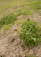 The biggest reason people have trouble controlling fire ants is that they only treat individual fire ant mounds. Individual mound treatments can be useful situationally, but need to be supplemented with broadcast treatments that will control all fire ants in all areas. (Photo by MSU Extension Service/Kat Lawrence)